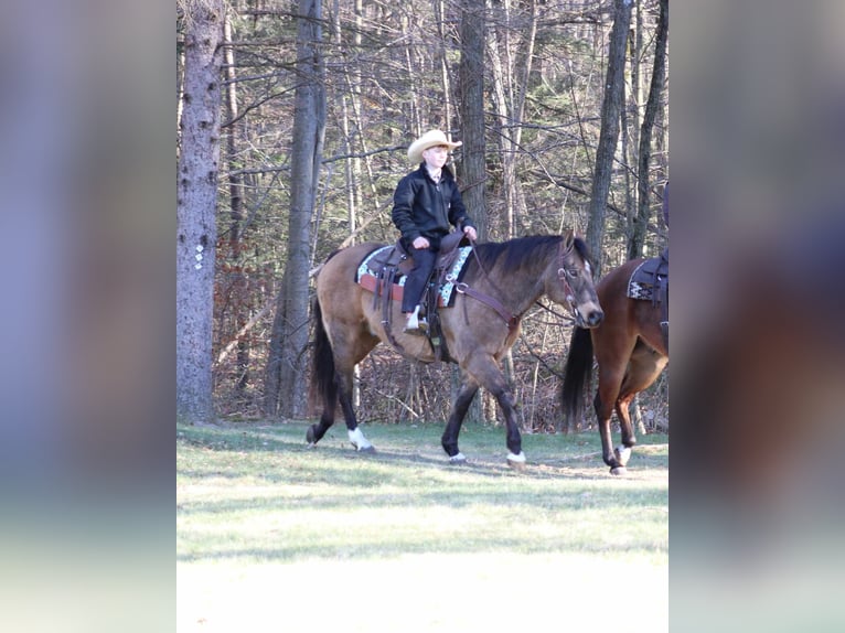 American Quarter Horse Castrone 11 Anni 152 cm Pelle di daino in Rebersburg, PA