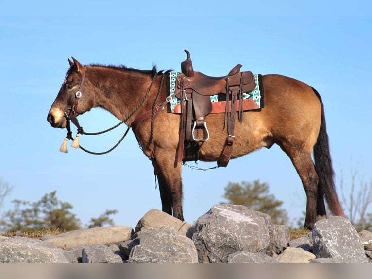 American Quarter Horse Castrone 11 Anni 152 cm Pelle di daino in Rebersburg, PA
