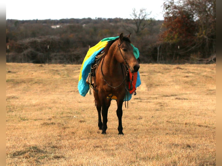 American Quarter Horse Castrone 11 Anni 152 cm Pelle di daino in Stephenville, TX