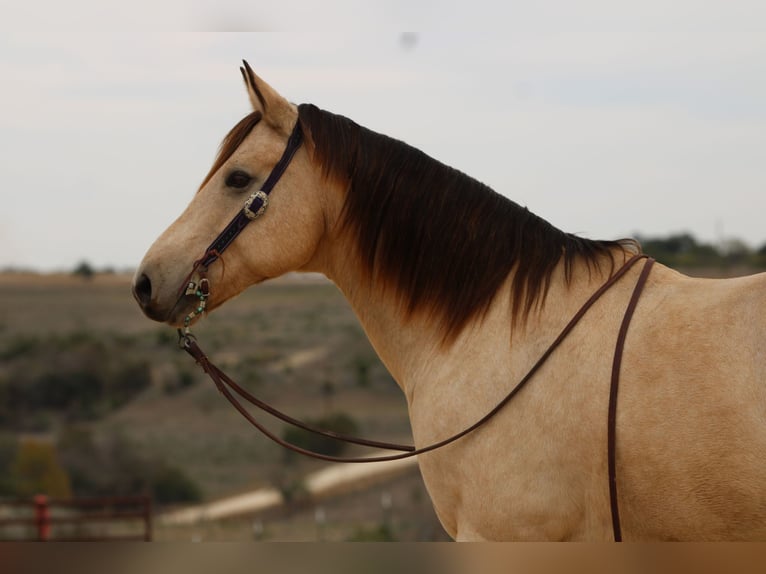 American Quarter Horse Castrone 11 Anni 152 cm Pelle di daino in Stephenville TX