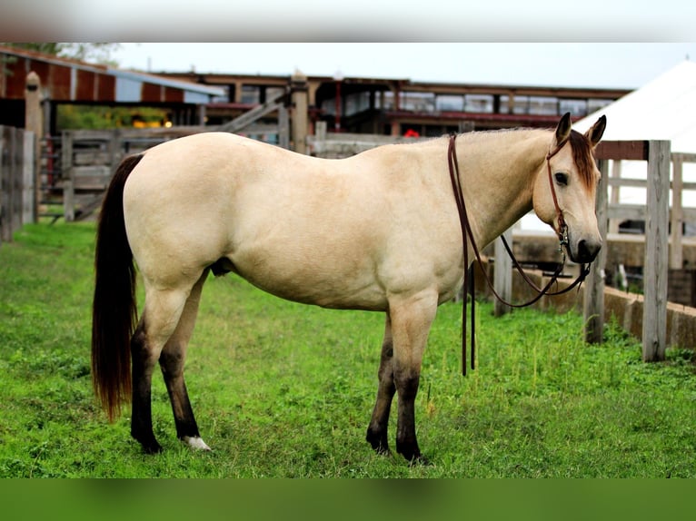 American Quarter Horse Castrone 11 Anni 152 cm Pelle di daino in Stephenville TX