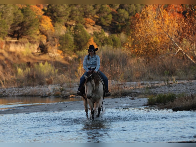 American Quarter Horse Castrone 11 Anni 152 cm Pelle di daino in Stephenville TX