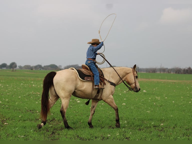 American Quarter Horse Castrone 11 Anni 152 cm Pelle di daino in Stephenville TX