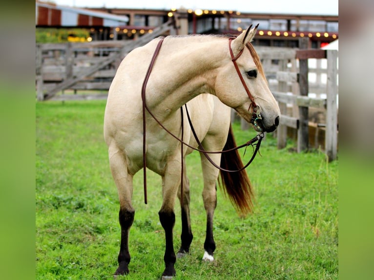 American Quarter Horse Castrone 11 Anni 152 cm Pelle di daino in Stephenville TX