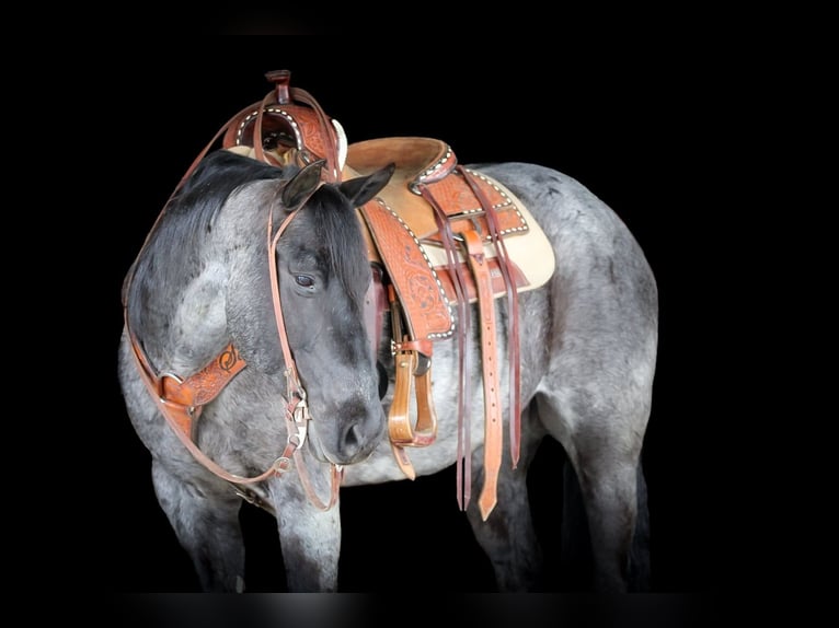 American Quarter Horse Castrone 11 Anni 152 cm in Clarion, PA