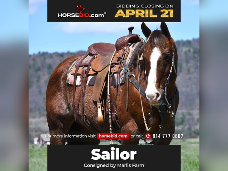 American Quarter Horse Castrone 11 Anni 152 cm in Rebersburg, PA