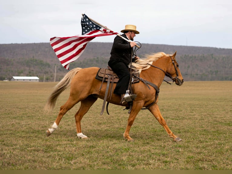 American Quarter Horse Castrone 11 Anni 152 cm  in Rebersburg