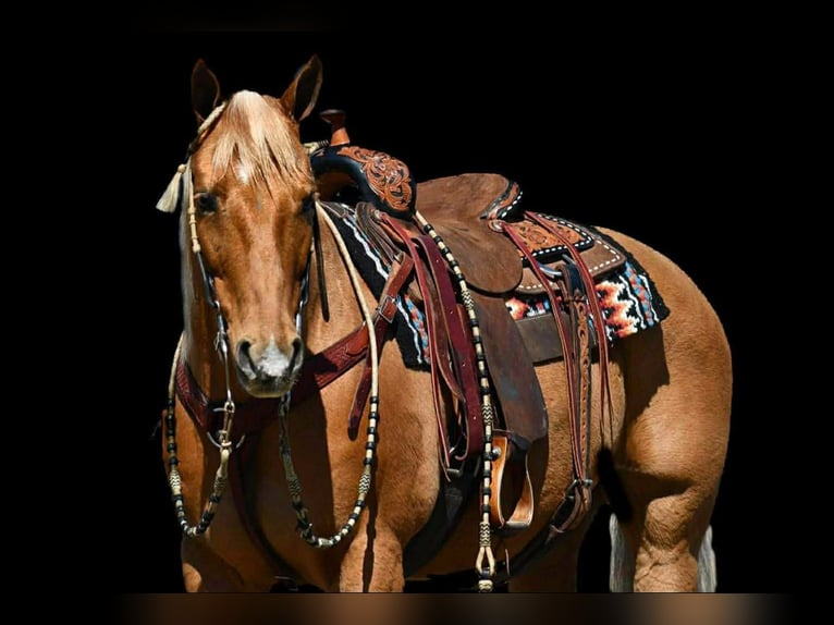 American Quarter Horse Castrone 11 Anni 152 cm  in Rebersburg