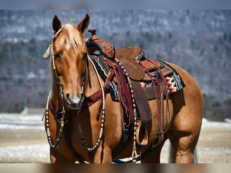 American Quarter Horse Castrone 11 Anni 152 cm  in Rebersburg