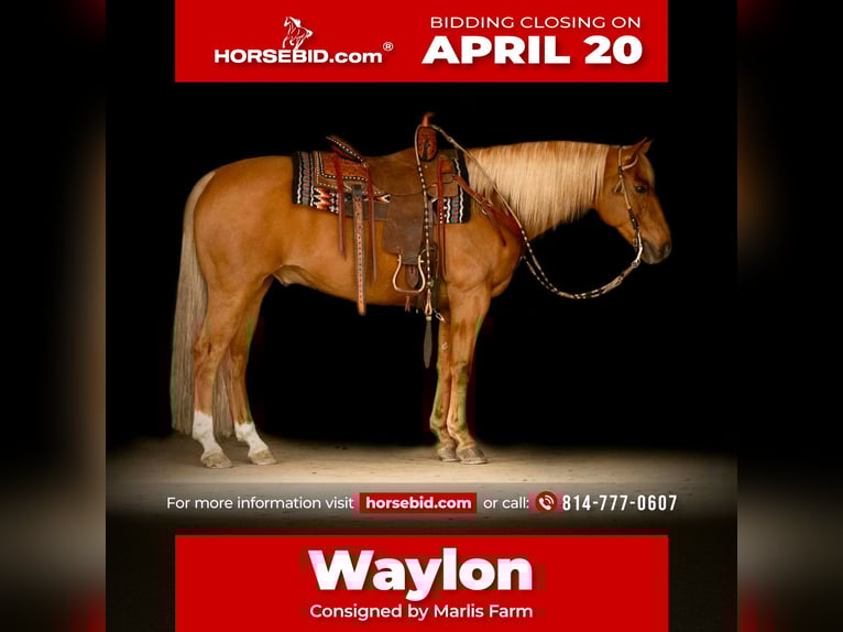 American Quarter Horse Castrone 11 Anni 152 cm  in Rebersburg