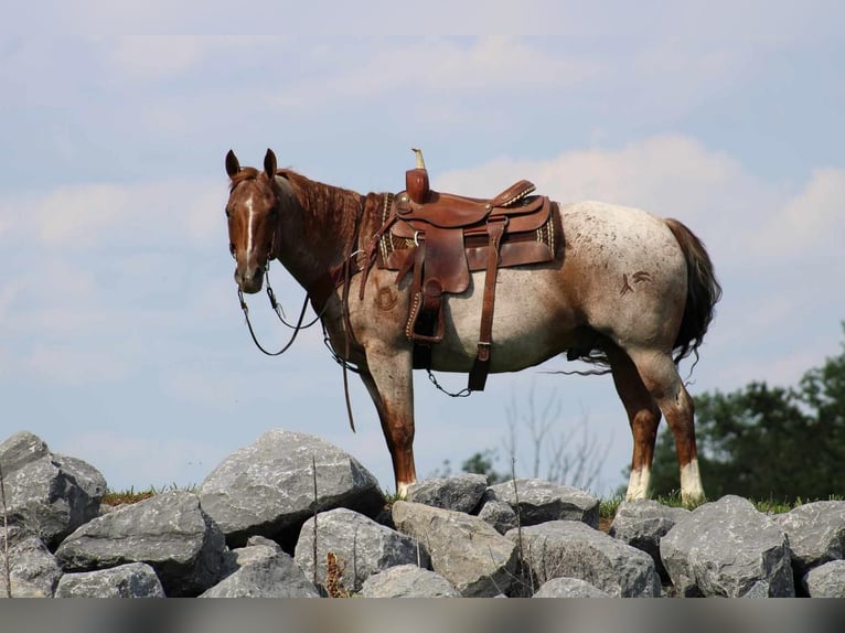 American Quarter Horse Castrone 11 Anni 152 cm in Rebersburg, PA