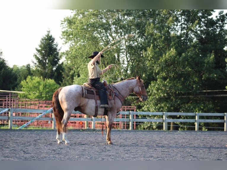 American Quarter Horse Castrone 11 Anni 152 cm in Rebersburg, PA