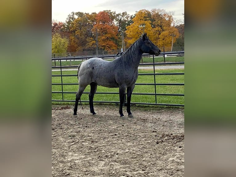 American Quarter Horse Castrone 11 Anni 152 cm Roano blu in Charleston IL