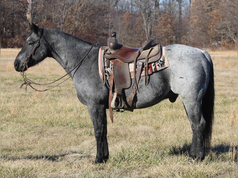 American Quarter Horse Castrone 11 Anni 152 cm Roano blu in Charleston IL