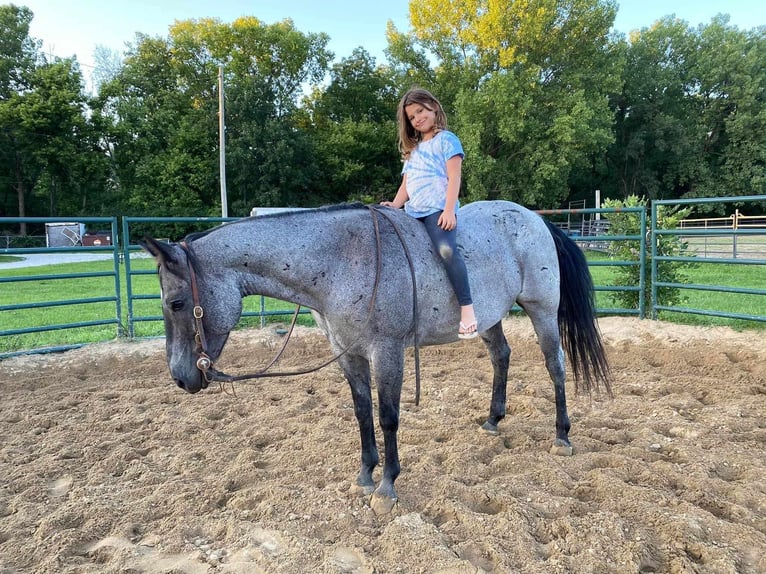 American Quarter Horse Castrone 11 Anni 152 cm Roano blu in Charleston IL