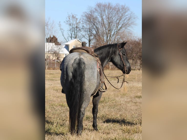 American Quarter Horse Castrone 11 Anni 152 cm Roano blu in Charleston IL