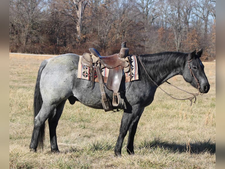 American Quarter Horse Castrone 11 Anni 152 cm Roano blu in Charleston IL