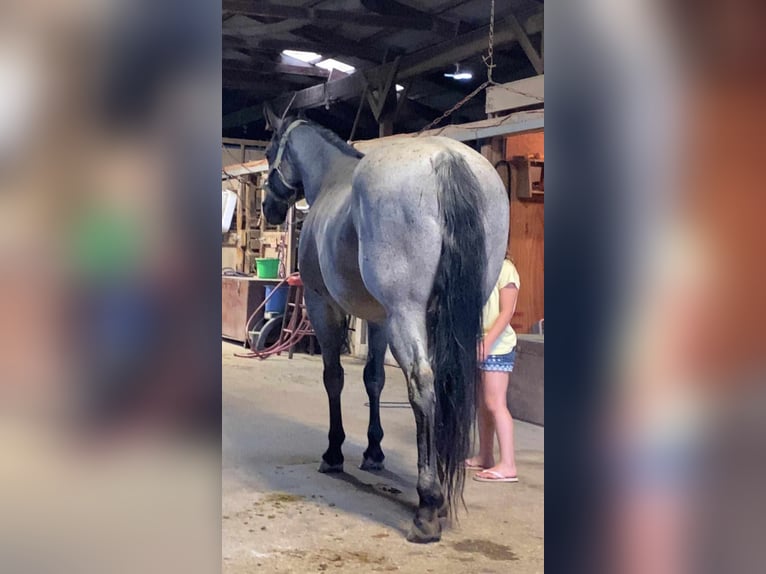 American Quarter Horse Castrone 11 Anni 152 cm Roano blu in Charleston IL