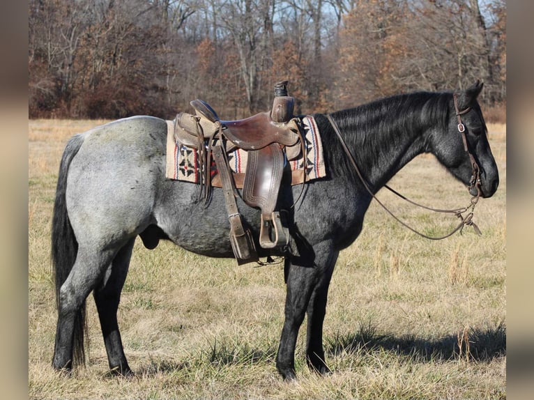 American Quarter Horse Castrone 11 Anni 152 cm Roano blu in Charleston IL