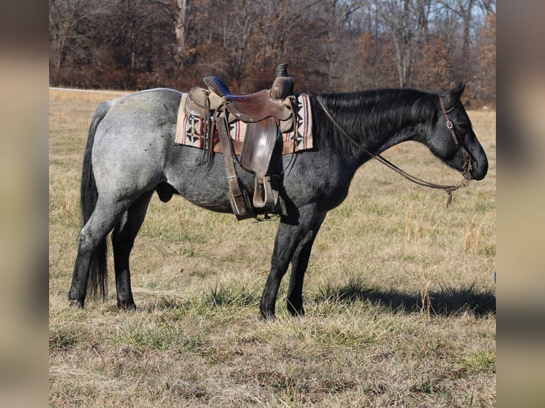 American Quarter Horse Castrone 11 Anni 152 cm Roano blu in Charleston IL