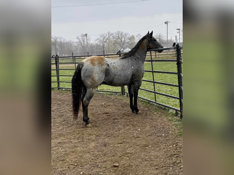 American Quarter Horse Castrone 11 Anni 152 cm Roano blu in Charleston IL