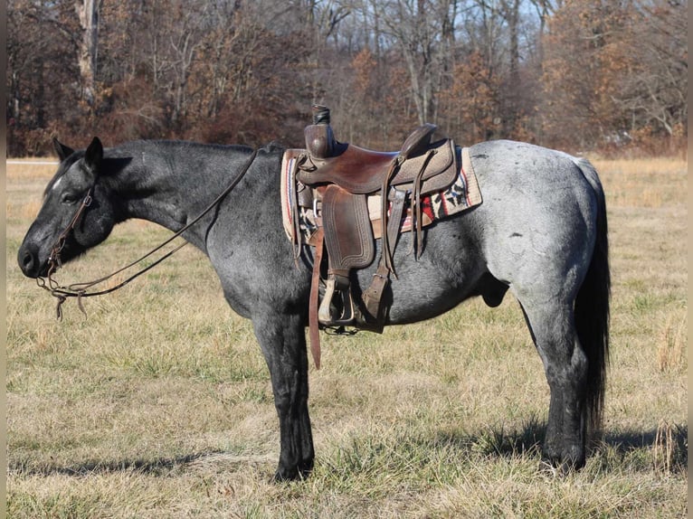 American Quarter Horse Castrone 11 Anni 152 cm Roano blu in Charleston IL