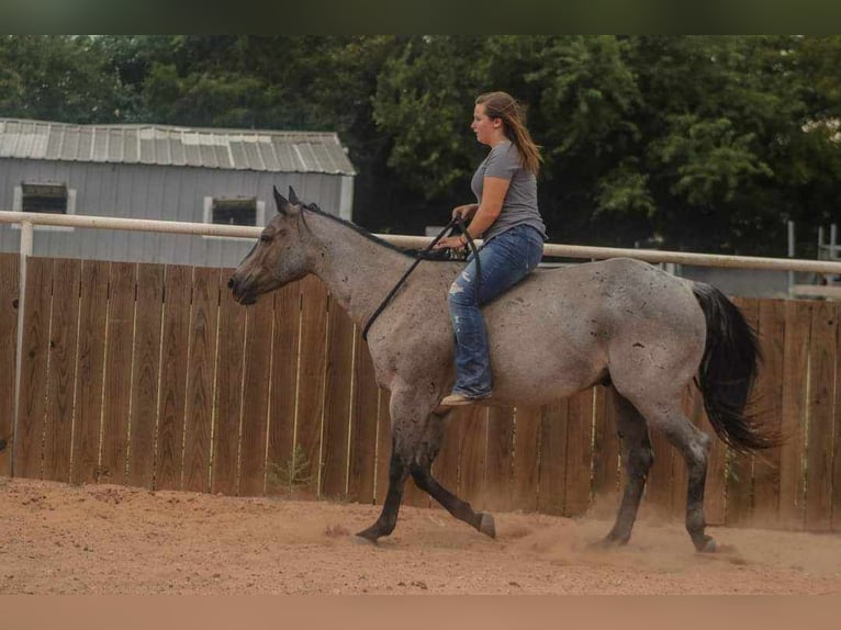 American Quarter Horse Castrone 11 Anni 152 cm Roano blu in Charleston IL