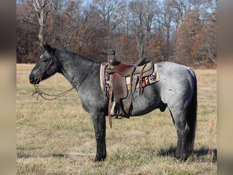 American Quarter Horse Castrone 11 Anni 152 cm Roano blu in Charleston IL