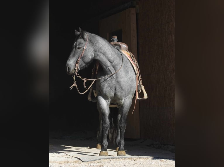 American Quarter Horse Castrone 11 Anni 152 cm Roano blu in Charleston IL