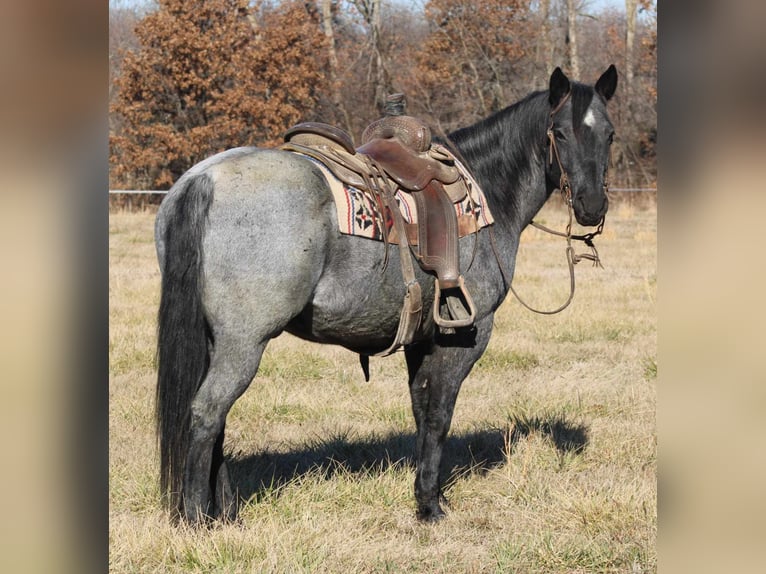 American Quarter Horse Castrone 11 Anni 152 cm Roano blu in Charleston IL