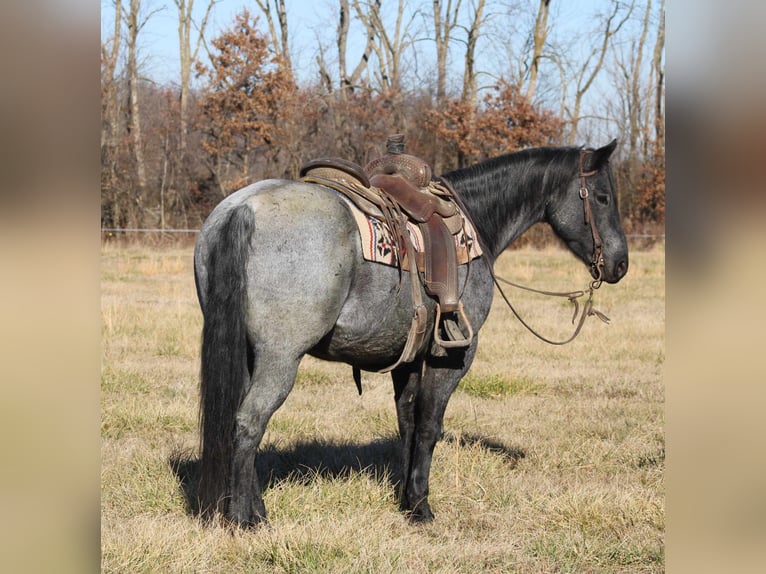 American Quarter Horse Castrone 11 Anni 152 cm Roano blu in Charleston IL