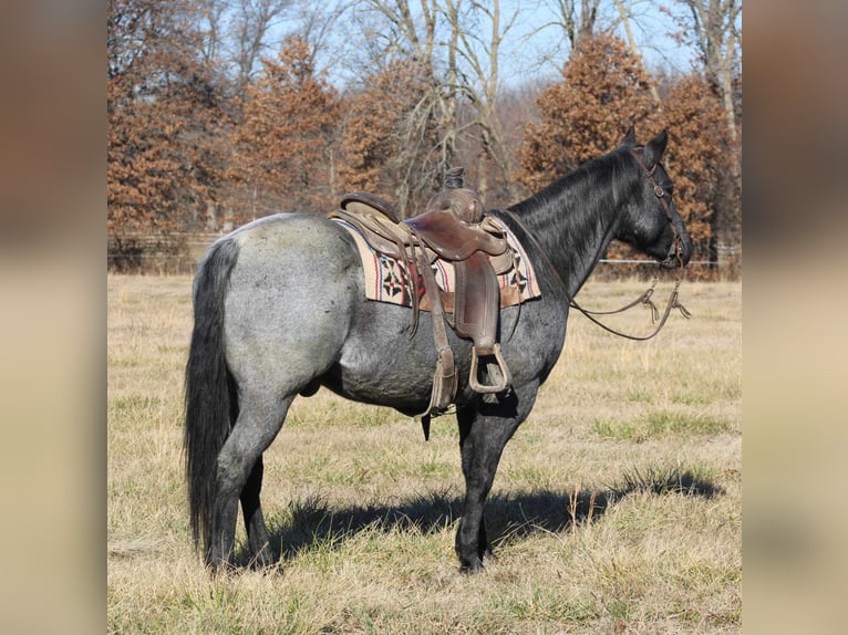 American Quarter Horse Castrone 11 Anni 152 cm Roano blu in Charleston IL