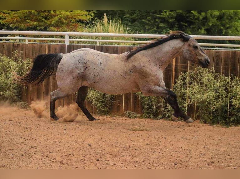 American Quarter Horse Castrone 11 Anni 152 cm Roano blu in Charleston IL