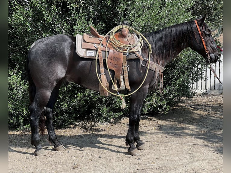 American Quarter Horse Castrone 11 Anni 152 cm Roano blu in Paicines, CA