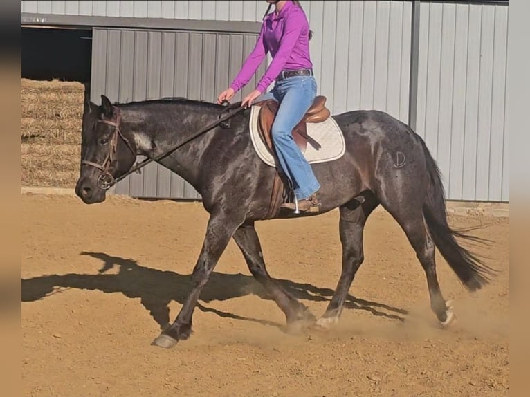 American Quarter Horse Castrone 11 Anni 152 cm Roano blu in Robards