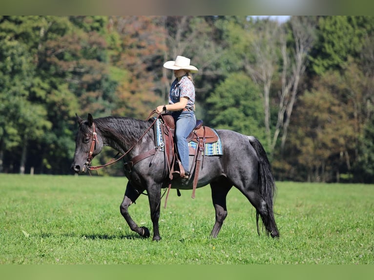American Quarter Horse Castrone 11 Anni 152 cm Roano blu in Clarion