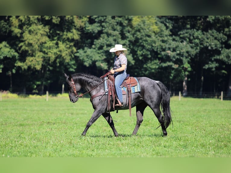American Quarter Horse Castrone 11 Anni 152 cm Roano blu in Clarion