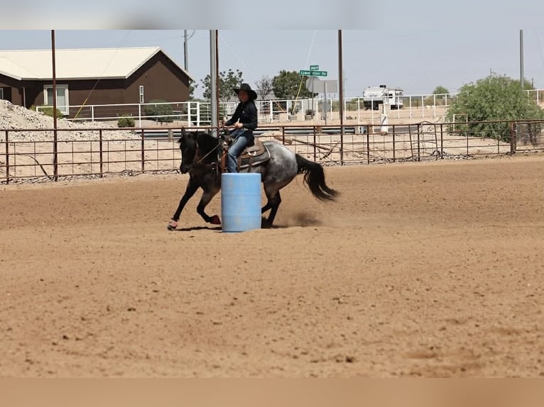 American Quarter Horse Castrone 11 Anni 152 cm Roano blu in Purdy