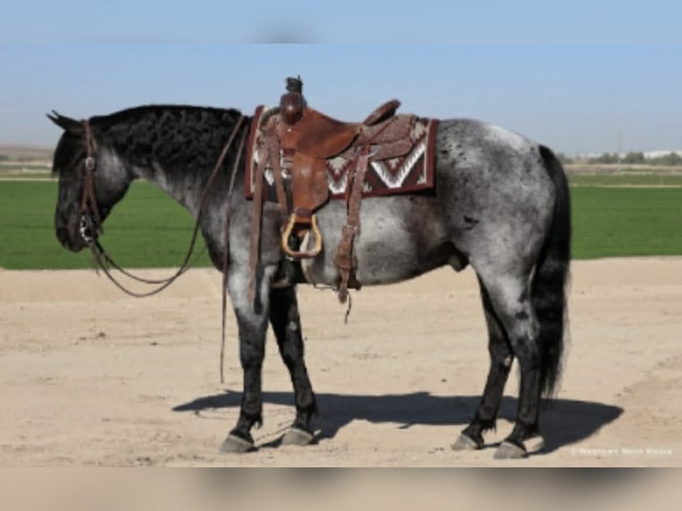 American Quarter Horse Castrone 11 Anni 152 cm Roano blu in Purdy