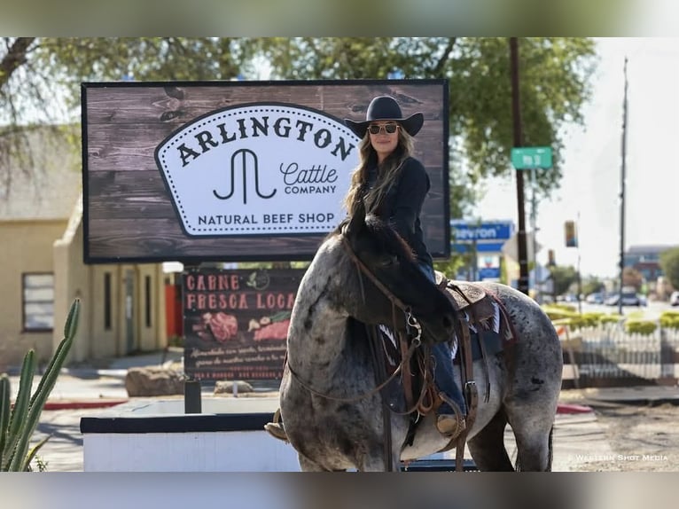 American Quarter Horse Castrone 11 Anni 152 cm Roano blu in Purdy