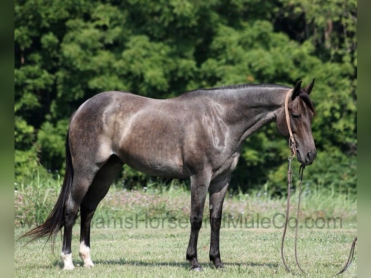 American Quarter Horse Castrone 11 Anni 152 cm Roano blu in Mount Vernon