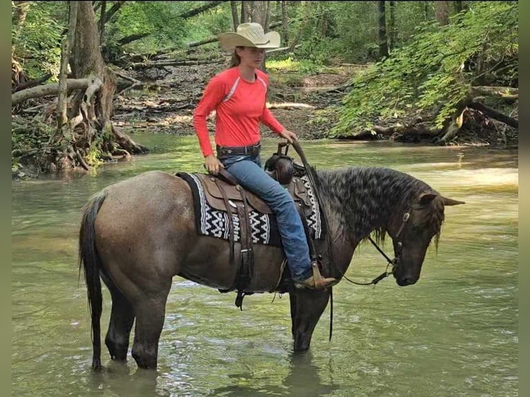 American Quarter Horse Castrone 11 Anni 152 cm Roano rosso in Robards KY