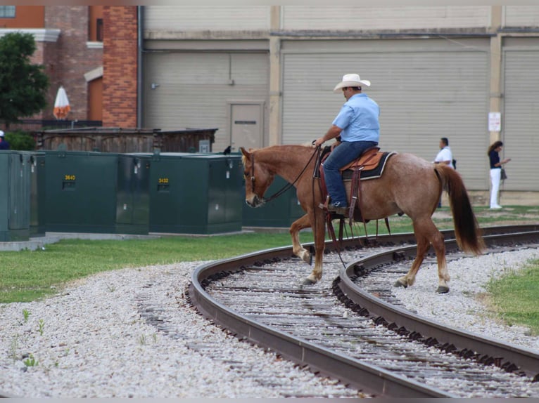 American Quarter Horse Castrone 11 Anni 152 cm Roano rosso in Stephenville TX
