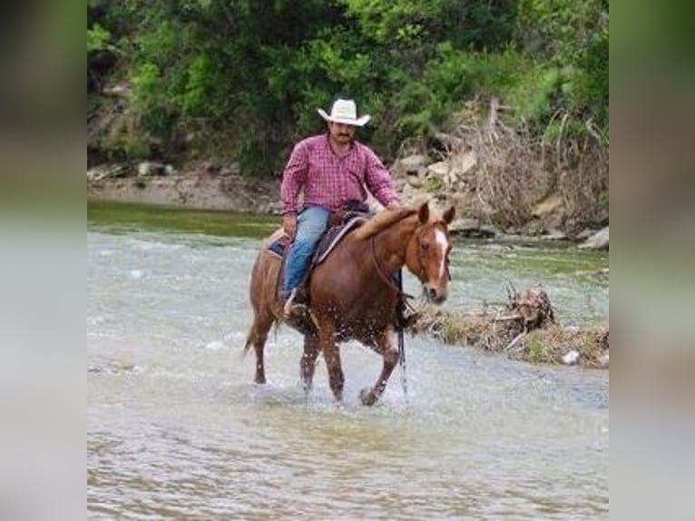 American Quarter Horse Castrone 11 Anni 152 cm Roano rosso in Stephenville TX