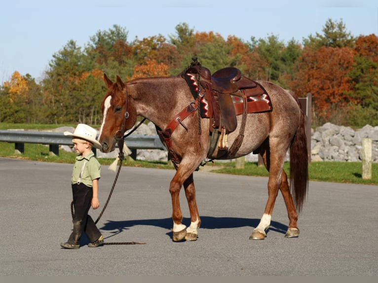 American Quarter Horse Castrone 11 Anni 152 cm Roano rosso in Rebersburg, PA