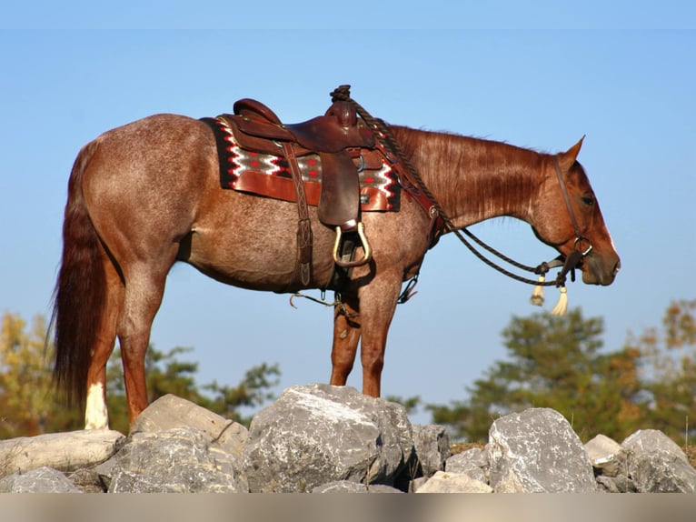 American Quarter Horse Castrone 11 Anni 152 cm Roano rosso in Rebersburg, PA