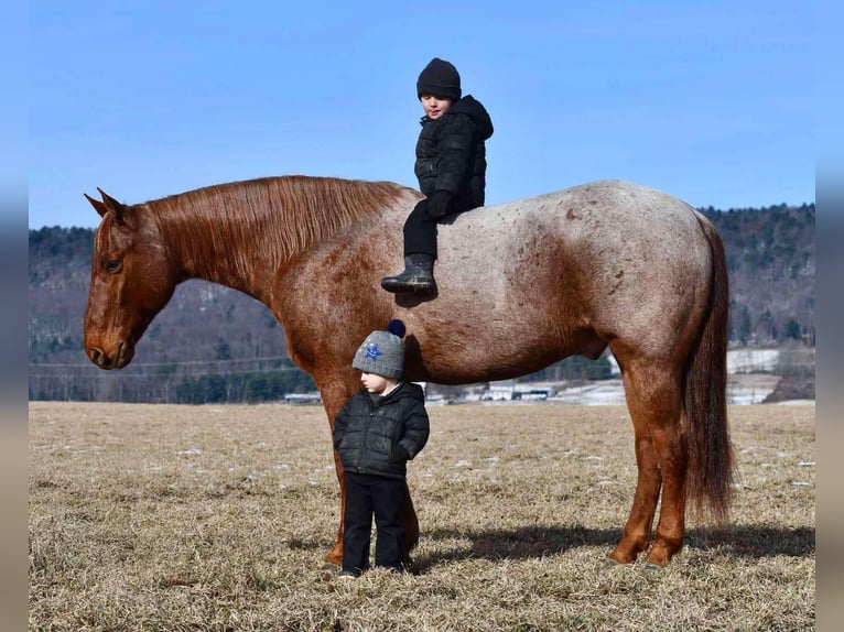 American Quarter Horse Castrone 11 Anni 152 cm Roano rosso in Rebersburg, PA