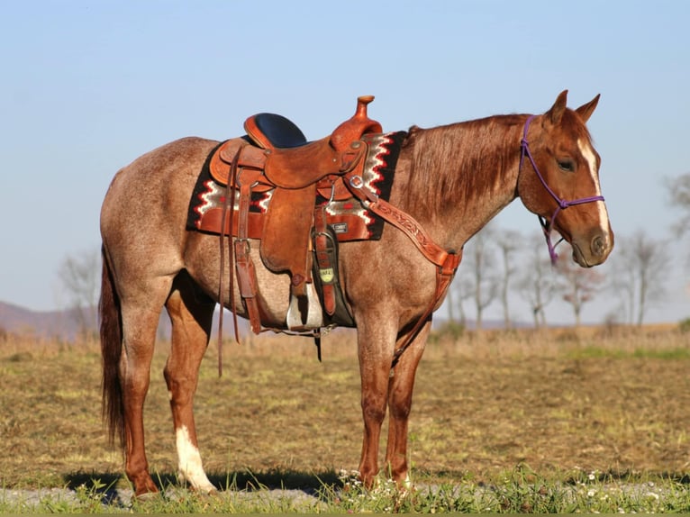 American Quarter Horse Castrone 11 Anni 152 cm Roano rosso in Rebersburg, PA