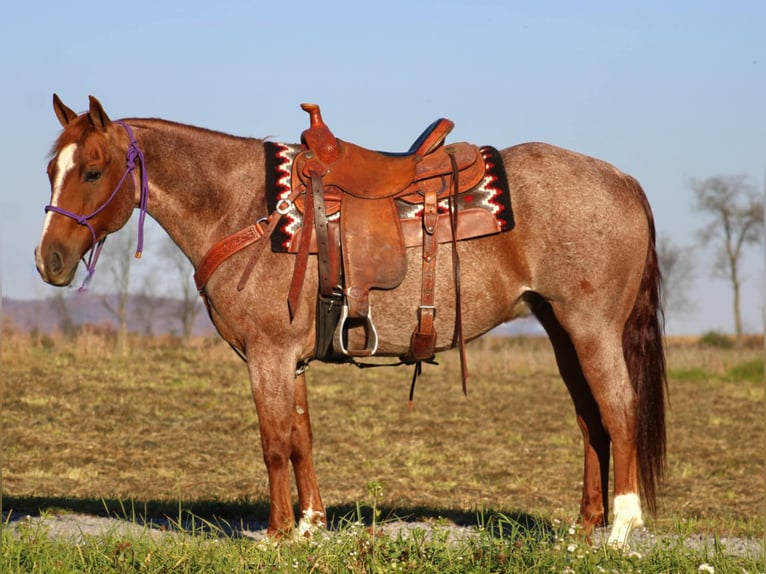 American Quarter Horse Castrone 11 Anni 152 cm Roano rosso in Rebersburg, PA