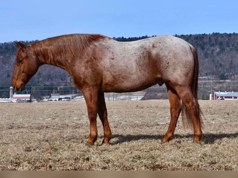 American Quarter Horse Castrone 11 Anni 152 cm Roano rosso in Rebersburg, PA